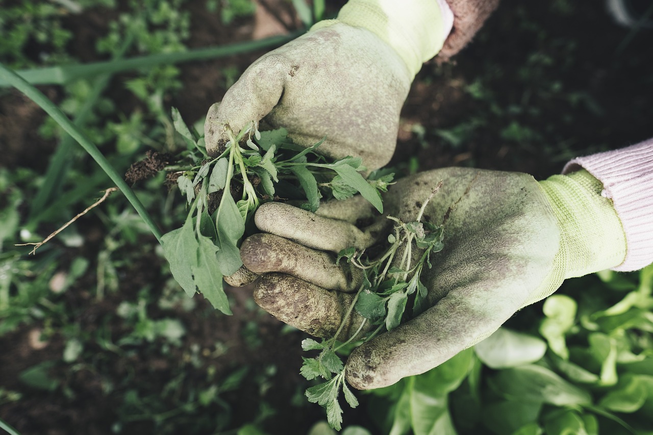 agricultor